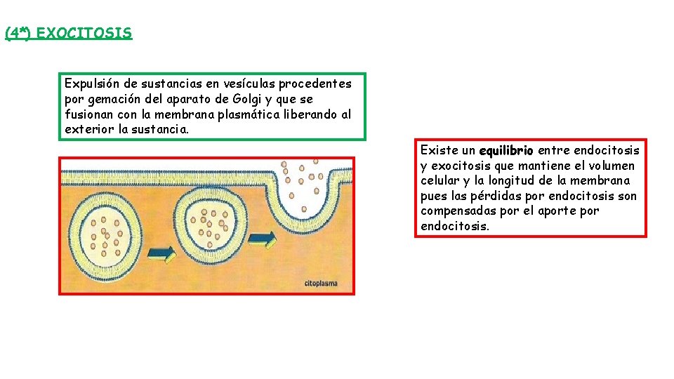 (4*) EXOCITOSIS Expulsión de sustancias en vesículas procedentes por gemación del aparato de Golgi