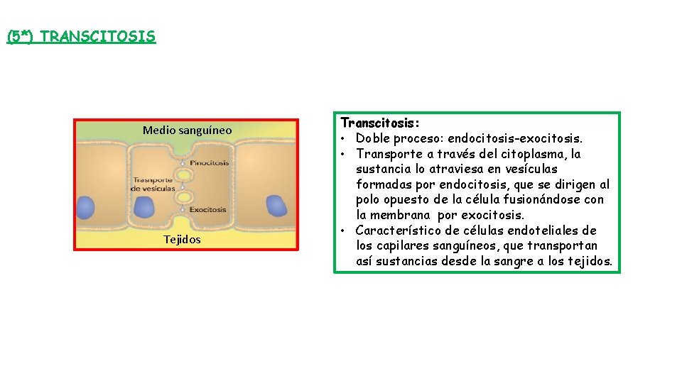 (5*) TRANSCITOSIS Medio sanguíneo Tejidos Transcitosis: • Doble proceso: endocitosis-exocitosis. • Transporte a través