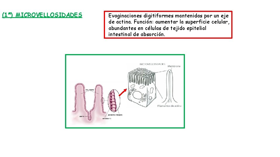 (1*) MICROVELLOSIDADES Evaginaciones digitiformes mantenidas por un eje de actina. Función: aumentar la superficie