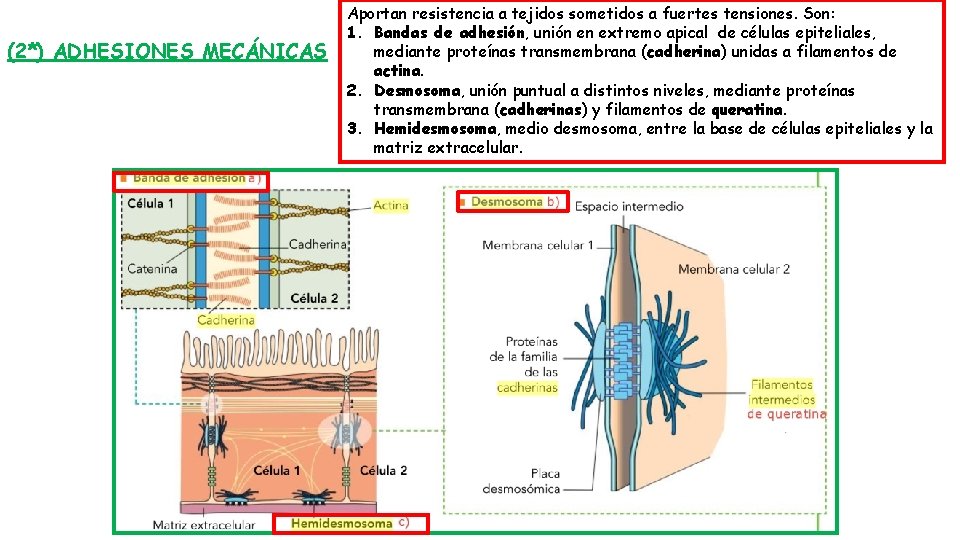 (2*) ADHESIONES MECÁNICAS Aportan resistencia a tejidos sometidos a fuertes tensiones. Son: 1. Bandas