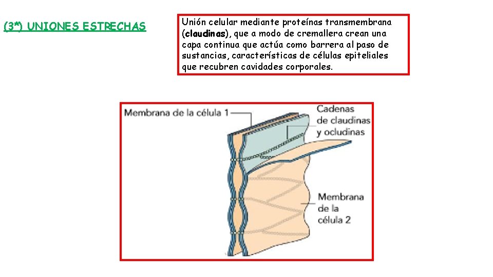 (3*) UNIONES ESTRECHAS Unión celular mediante proteínas transmembrana (claudinas), que a modo de cremallera