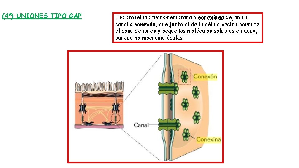 (4*) UNIONES TIPO GAP Las proteínas transmembrana o conexinas dejan un canal o conexón,