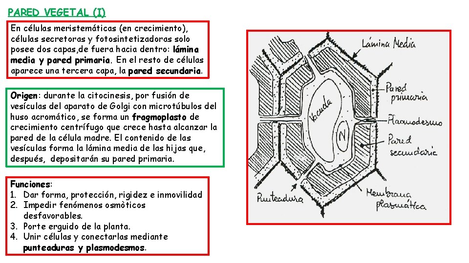 PARED VEGETAL (I) En células meristemáticas (en crecimiento), células secretoras y fotosintetizadoras solo posee