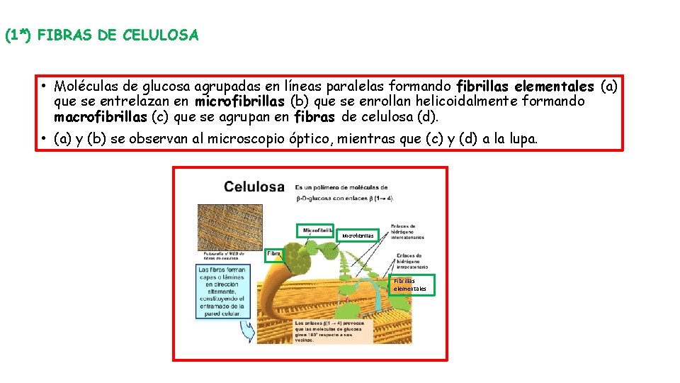 (1*) FIBRAS DE CELULOSA • Moléculas de glucosa agrupadas en líneas paralelas formando fibrillas