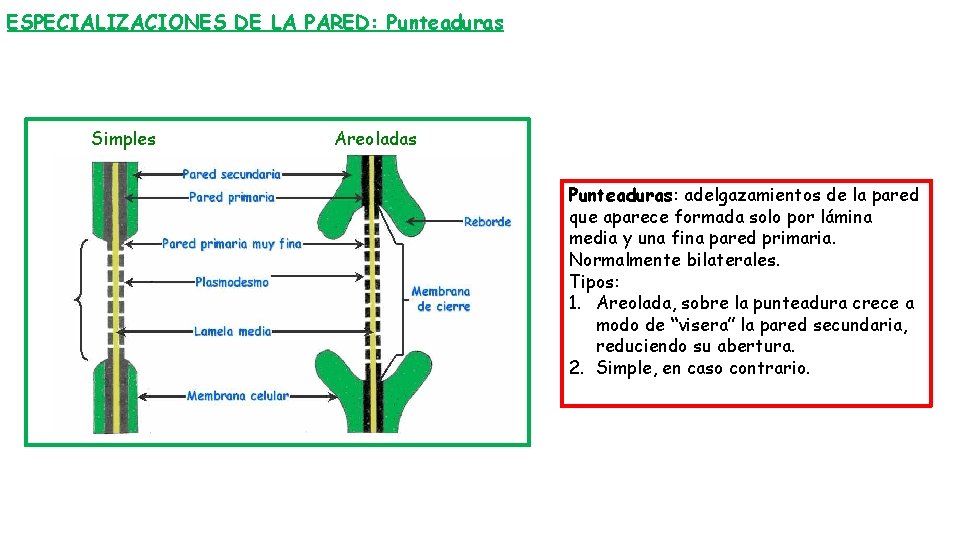 ESPECIALIZACIONES DE LA PARED: Punteaduras Simples Areoladas Punteaduras: adelgazamientos de la pared que aparece