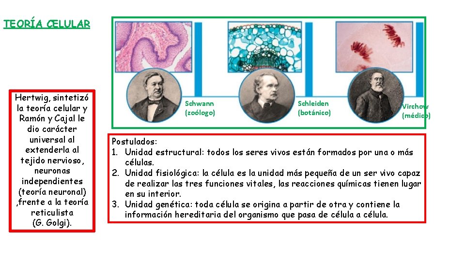 TEORÍA CELULAR Hertwig, sintetizó la teoría celular y Ramón y Cajal le dio carácter