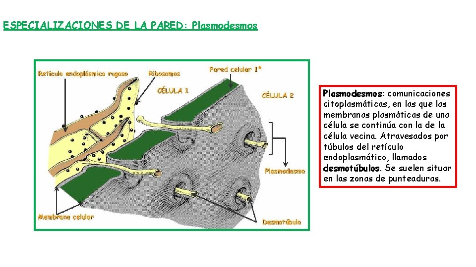 ESPECIALIZACIONES DE LA PARED: Plasmodesmos: comunicaciones citoplasmáticas, en las que las membranas plasmáticas de