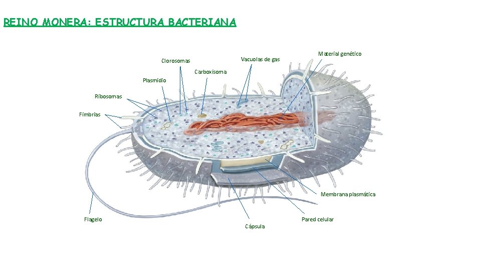 REINO MONERA: ESTRUCTURA BACTERIANA Vacuolas de gas Clorosomas Material genético Carboxisoma Plasmidio Ribosomas Fimbrias