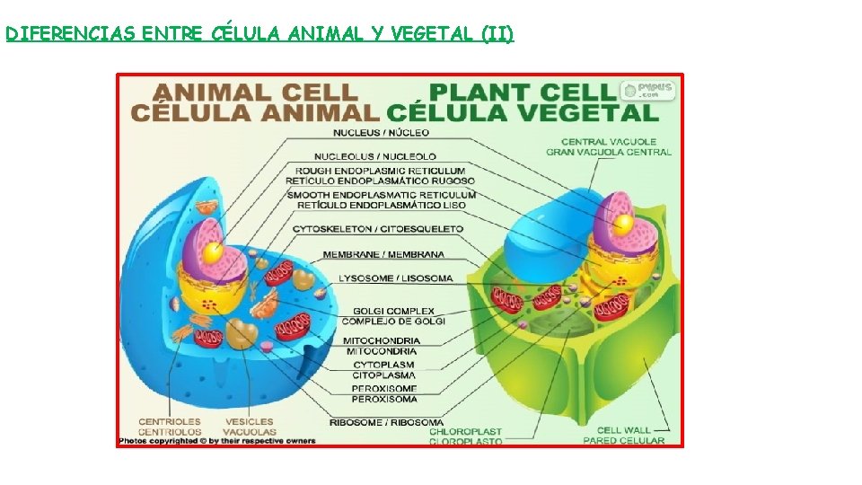 DIFERENCIAS ENTRE CÉLULA ANIMAL Y VEGETAL (II) 