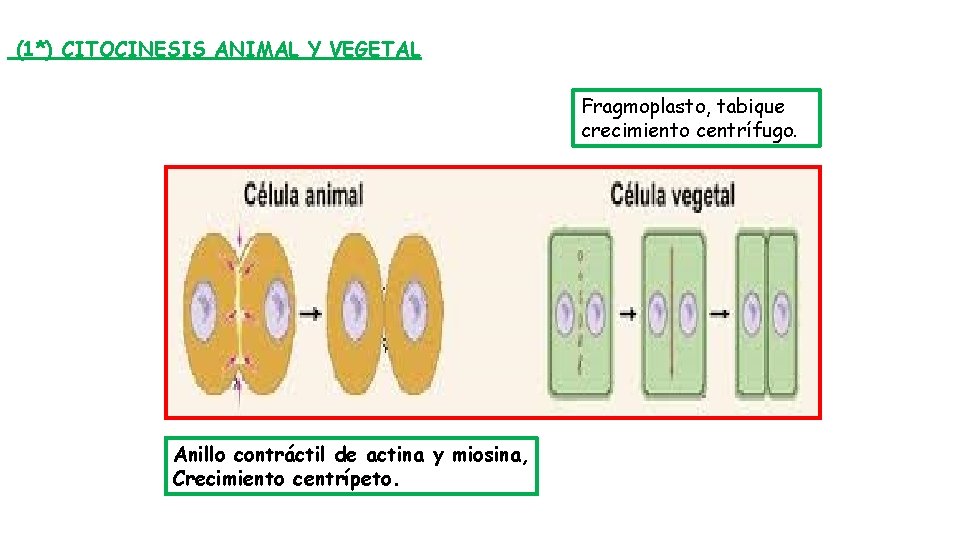 (1*) CITOCINESIS ANIMAL Y VEGETAL Fragmoplasto, tabique crecimiento centrífugo. Anillo contráctil de actina y