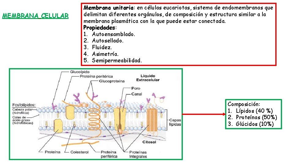 MEMBRANA CELULAR Membrana unitaria: en células eucariotas, sistema de endomembranas que delimitan diferentes orgánulos,