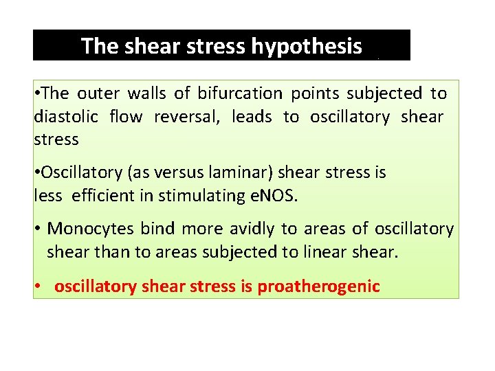 The shear stress hypothesis • The outer walls of bifurcation points subjected to diastolic