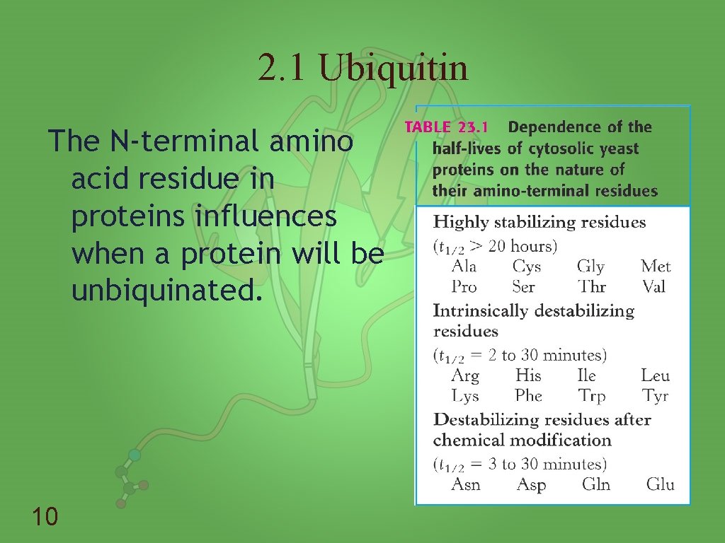 2. 1 Ubiquitin The N-terminal amino acid residue in proteins influences when a protein