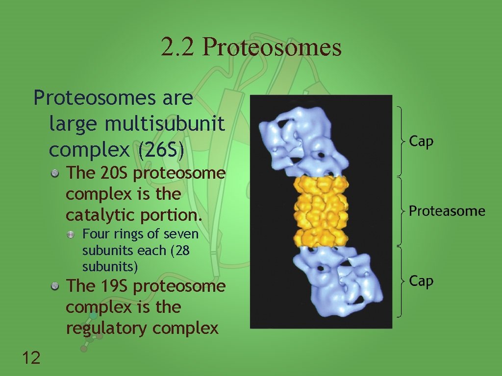 2. 2 Proteosomes are large multisubunit complex (26 S) The 20 S proteosome complex