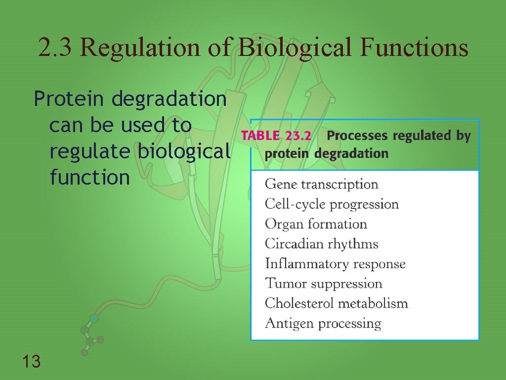 2. 3 Regulation of Biological Functions Protein degradation can be used to regulate biological