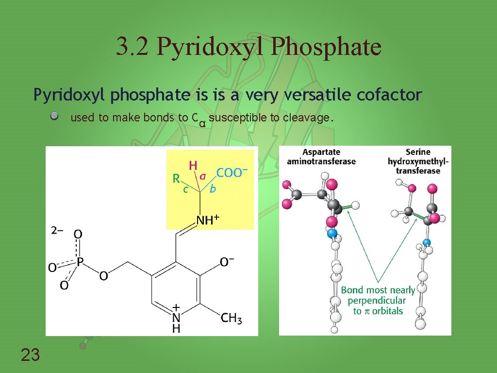 3. 2 Pyridoxyl Phosphate Pyridoxyl phosphate is is a very versatile cofactor used to