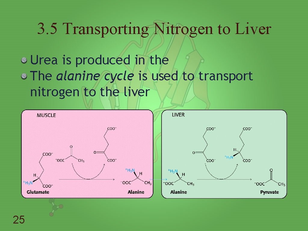 3. 5 Transporting Nitrogen to Liver Urea is produced in the The alanine cycle