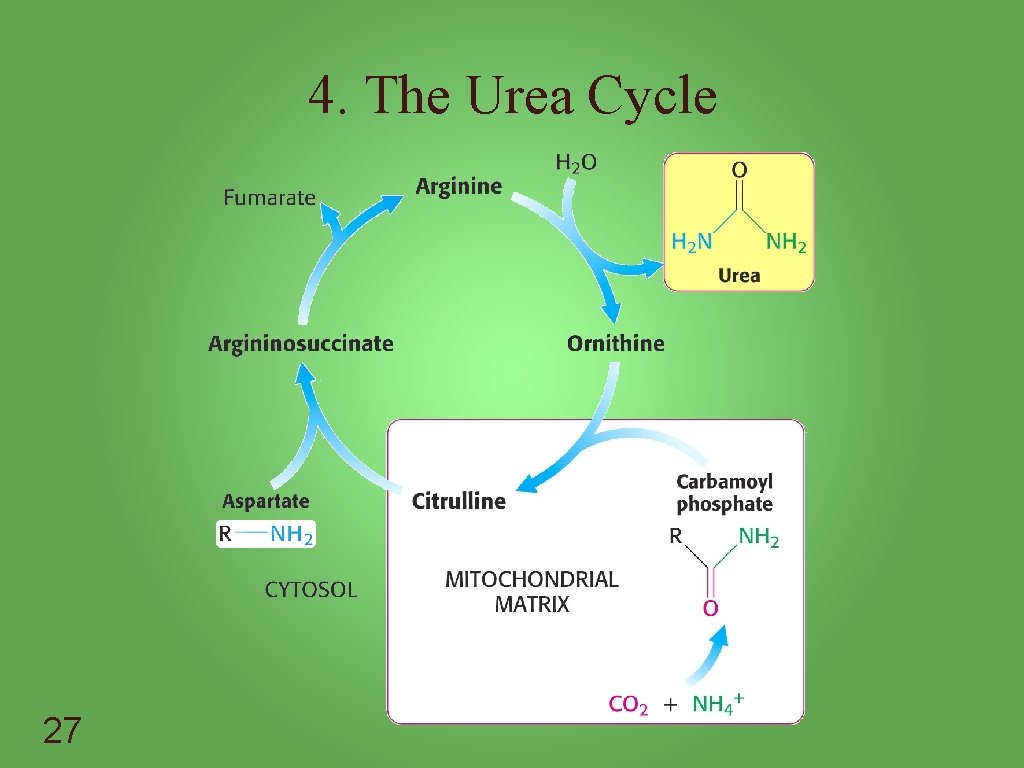 4. The Urea Cycle 27 
