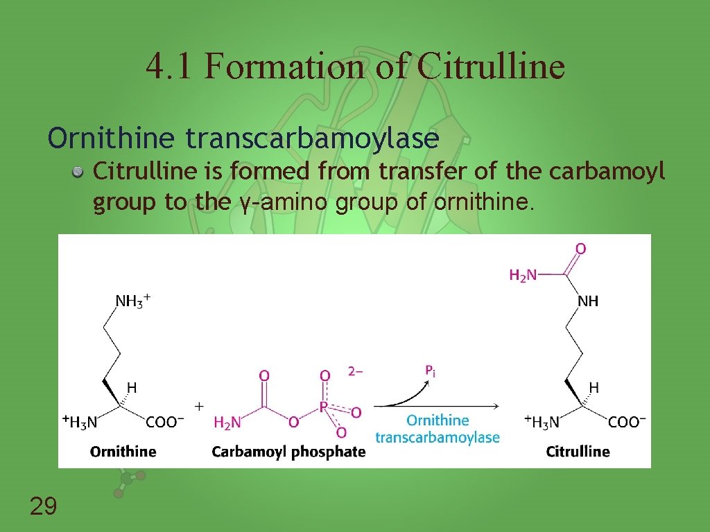 4. 1 Formation of Citrulline Ornithine transcarbamoylase Citrulline is formed from transfer of the