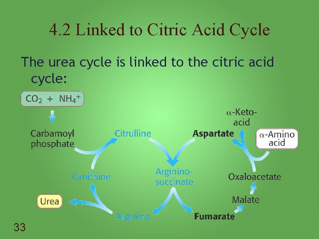 4. 2 Linked to Citric Acid Cycle The urea cycle is linked to the