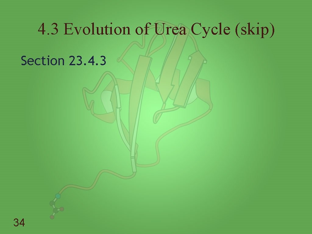 4. 3 Evolution of Urea Cycle (skip) Section 23. 4. 3 34 