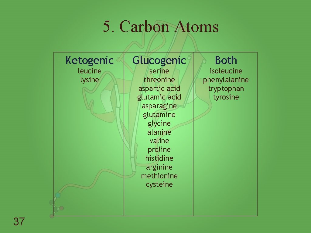 5. Carbon Atoms 37 Ketogenic Glucogenic Both leucine lysine serine threonine aspartic acid glutamic