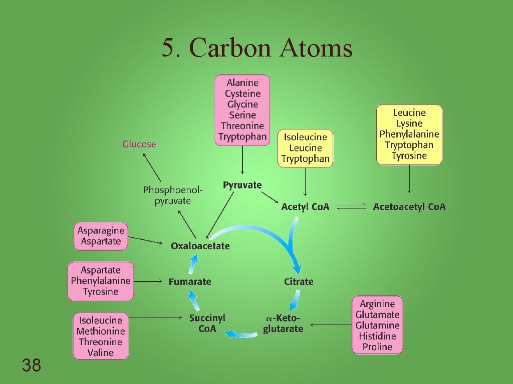 5. Carbon Atoms 38 