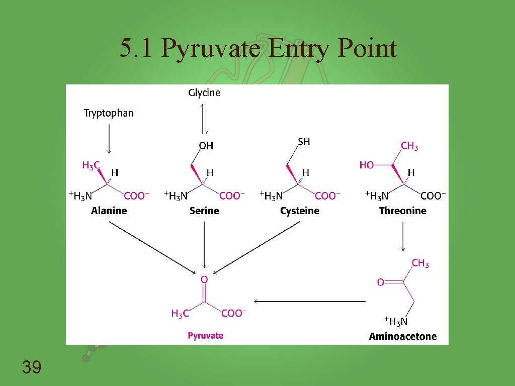 5. 1 Pyruvate Entry Point 39 