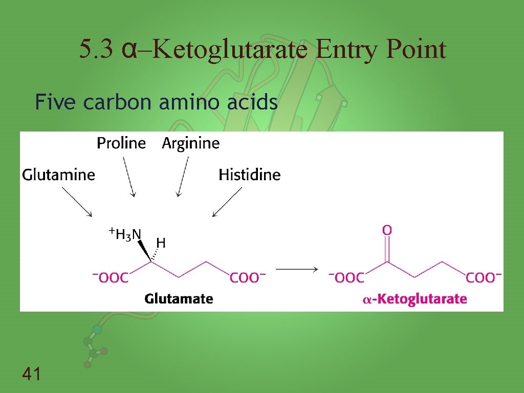 5. 3 α–Ketoglutarate Entry Point Five carbon amino acids 41 