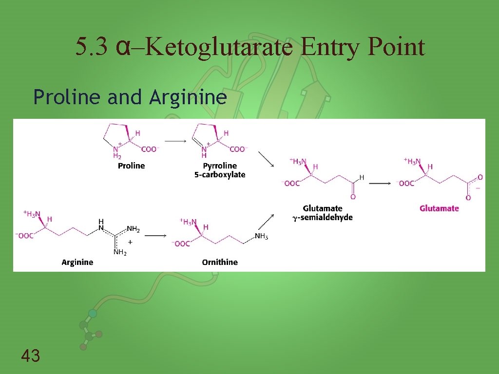 5. 3 α–Ketoglutarate Entry Point Proline and Arginine 43 