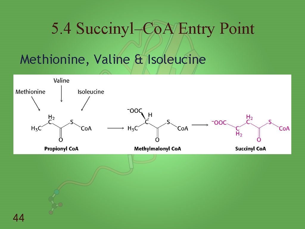 5. 4 Succinyl–Co. A Entry Point Methionine, Valine & Isoleucine 44 