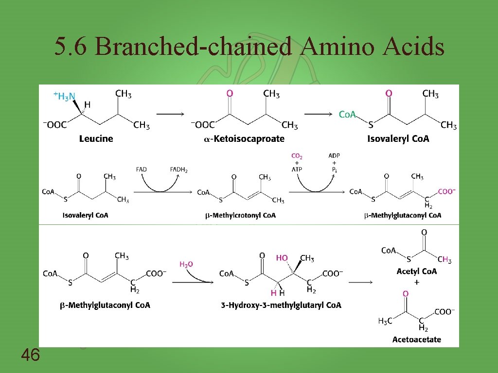 5. 6 Branched-chained Amino Acids 46 