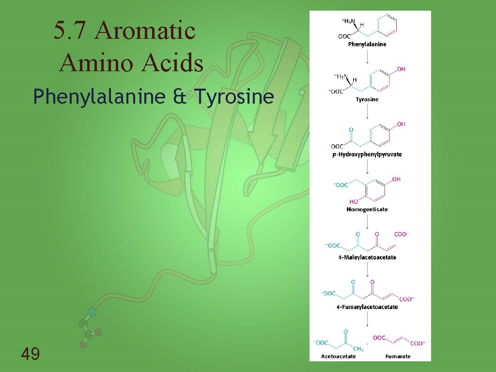 5. 7 Aromatic Amino Acids Phenylalanine & Tyrosine 49 