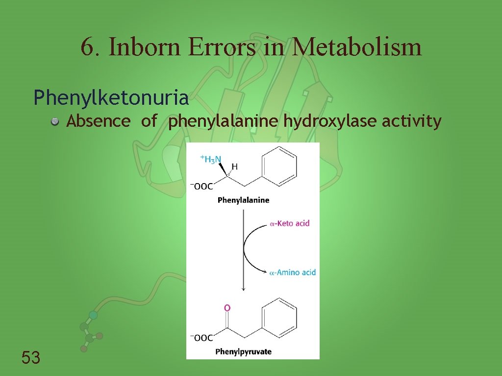 6. Inborn Errors in Metabolism Phenylketonuria Absence of phenylalanine hydroxylase activity 53 