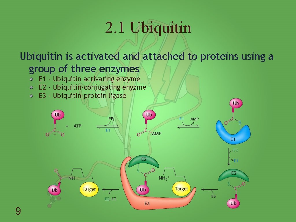 2. 1 Ubiquitin is activated and attached to proteins using a group of three