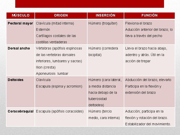 MÚSCULO ORIGEN Pectoral mayor Clavícula (mitad interna) INSERCIÓN Húmero (troquíter) FUNCIÓN Flexiona el brazo