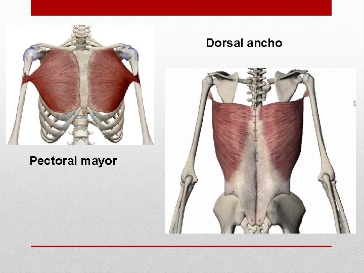 Dorsal ancho Pectoral mayor 