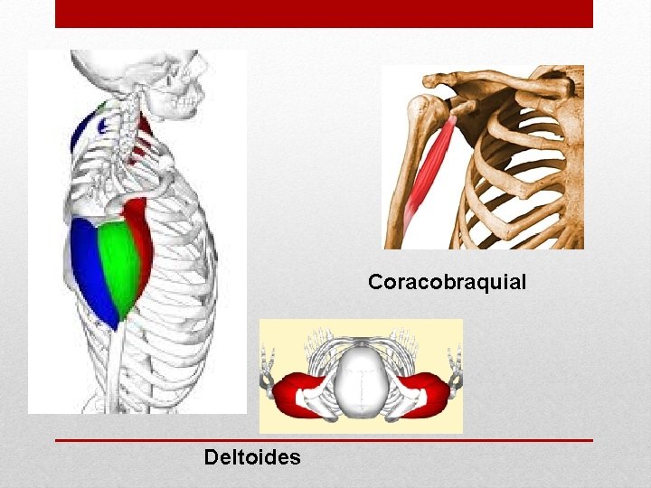 Coracobraquial Deltoides 