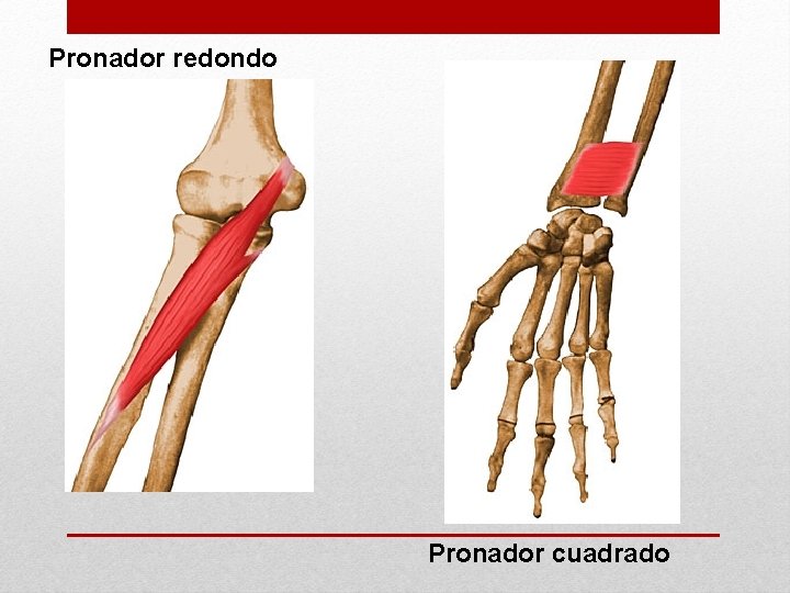 Pronador redondo Pronador cuadrado 