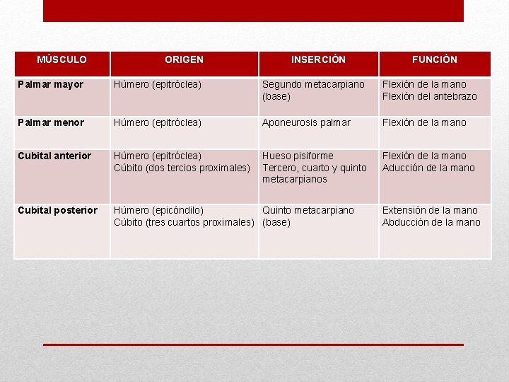 MÚSCULO ORIGEN INSERCIÓN FUNCIÓN Palmar mayor Húmero (epitróclea) Segundo metacarpiano (base) Flexión de la