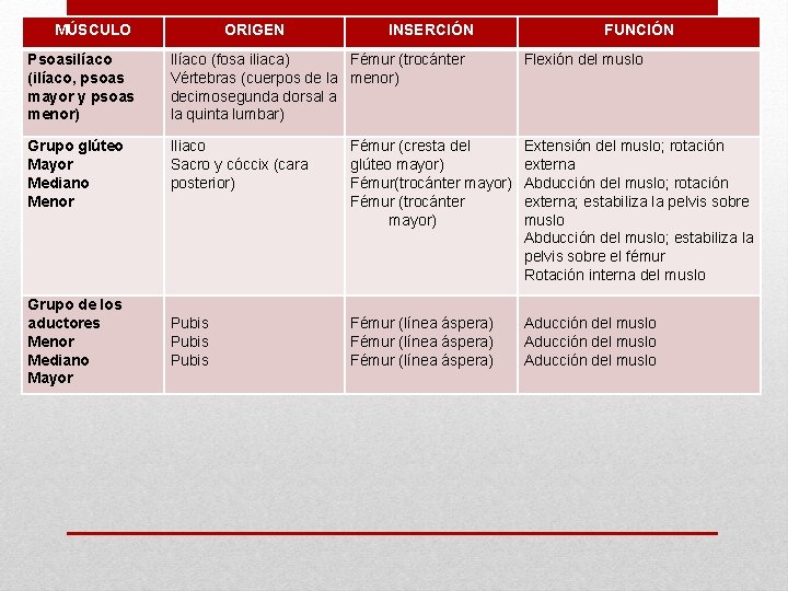 MÚSCULO ORIGEN INSERCIÓN FUNCIÓN Psoasilíaco (ilíaco, psoas mayor y psoas menor) Ilíaco (fosa iliaca)