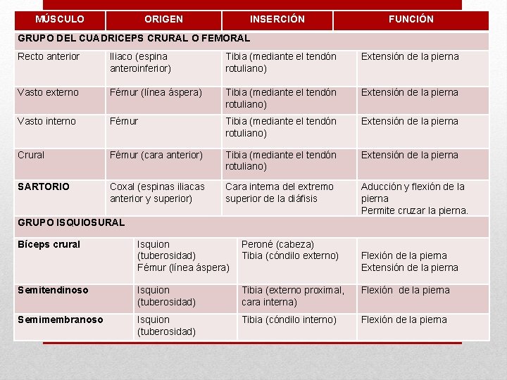 MÚSCULO ORIGEN INSERCIÓN FUNCIÓN GRUPO DEL CUADRICEPS CRURAL O FEMORAL Recto anterior Iliaco (espina