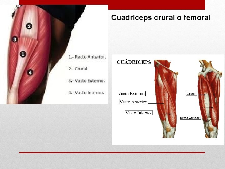 Cuadriceps crural o femoral 