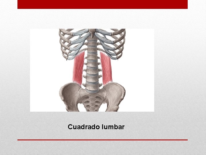 Cuadrado lumbar 