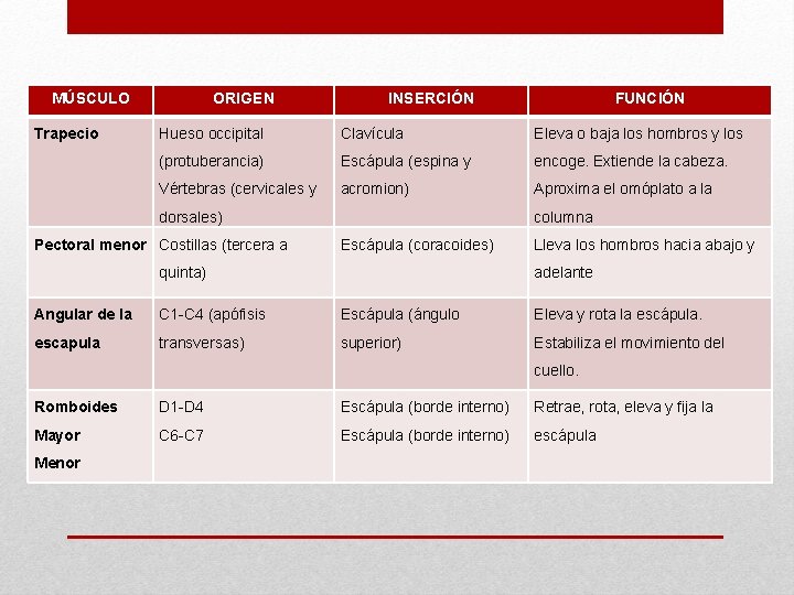 MÚSCULO Trapecio ORIGEN INSERCIÓN FUNCIÓN Hueso occipital Clavícula Eleva o baja los hombros y