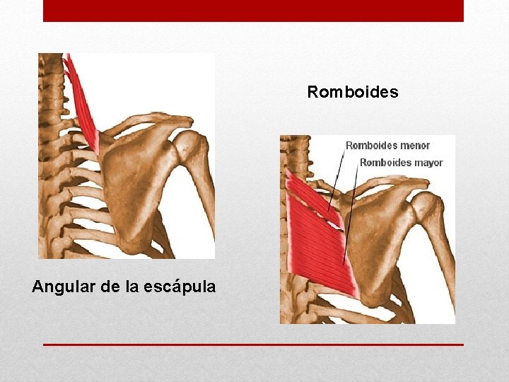 Romboides Angular de la escápula 
