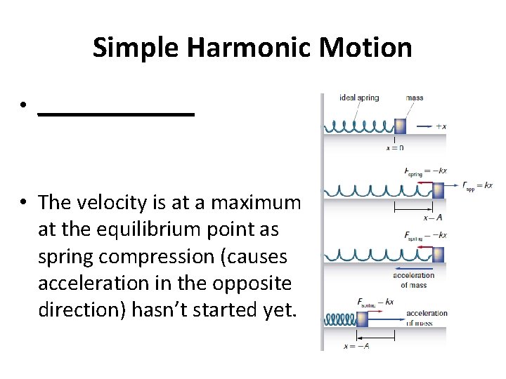 Simple Harmonic Motion • _______ • The velocity is at a maximum at the