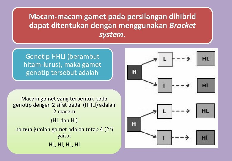 Macam-macam gamet pada persilangan dihibrid dapat ditentukan dengan menggunakan Bracket system. Genotip HHLl (berambut