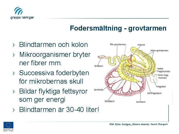 Fodersmältning - grovtarmen › Blindtarmen och kolon › Mikroorganismer bryter ner fibrer mm. ›