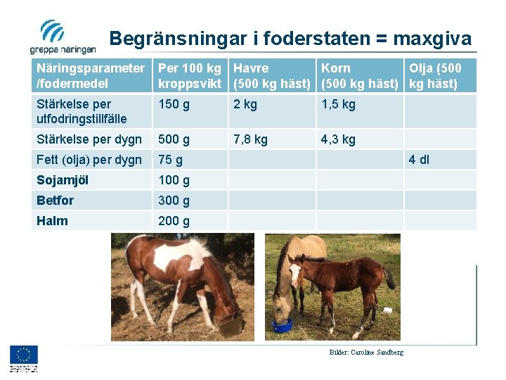 Begränsningar i foderstaten = maxgiva Näringsparameter /fodermedel Per 100 kg Havre Korn Olja (500